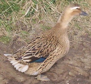 Canard de rouen