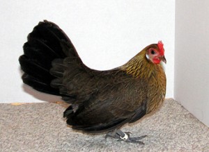 Hollandaise