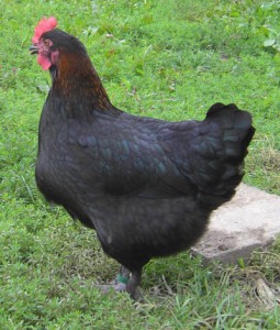 Marans