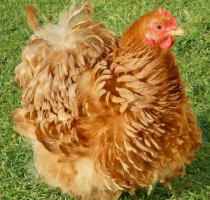 Pekin_poule