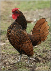 Sebright