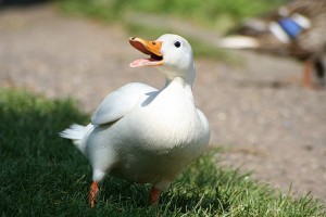canard pekin