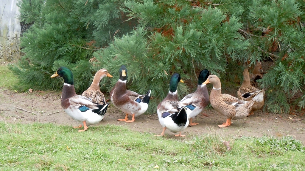 Canards