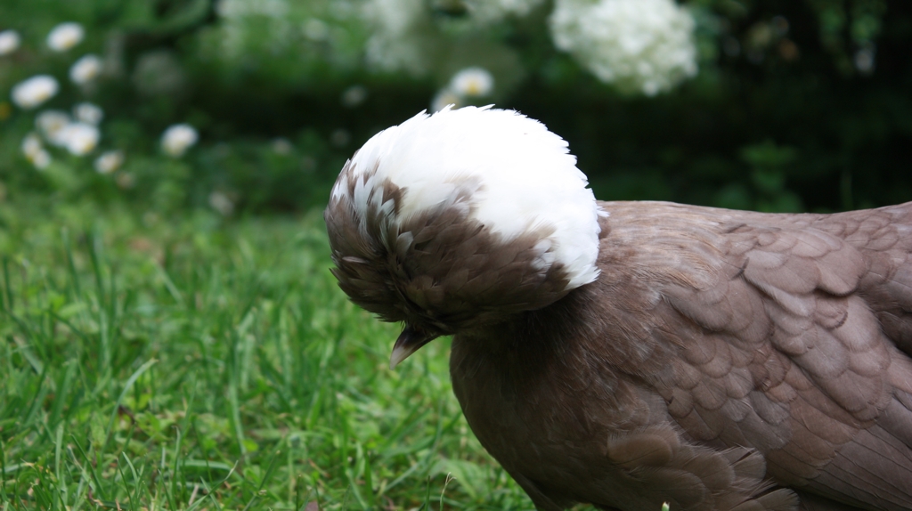Hollandaise marron