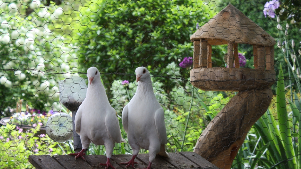 Pigeons Texan