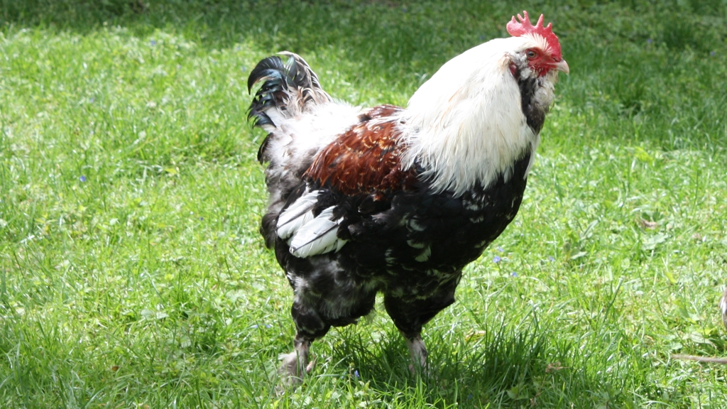 Coq français