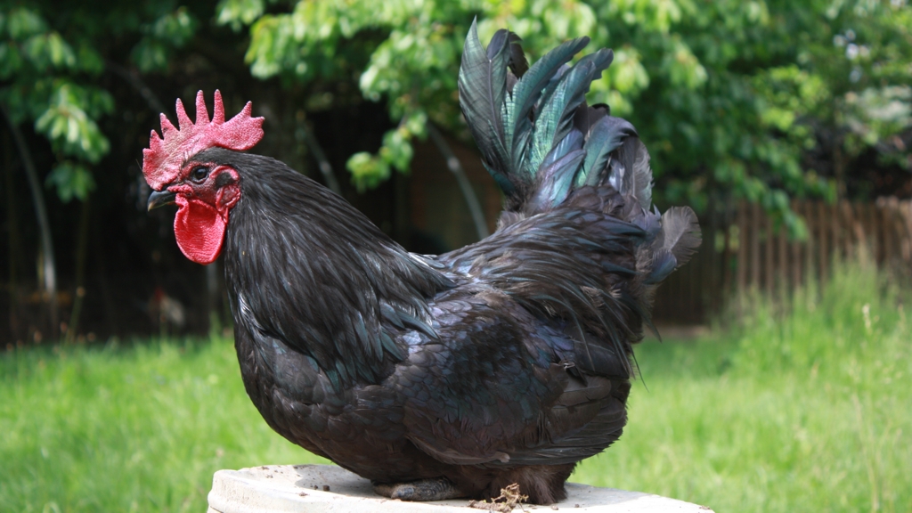Coq