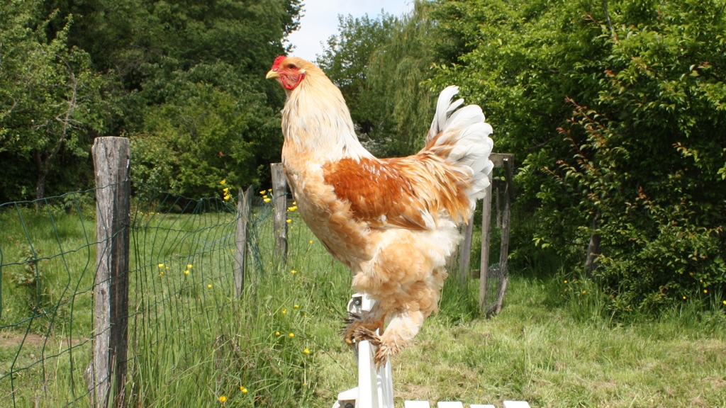 Brahma