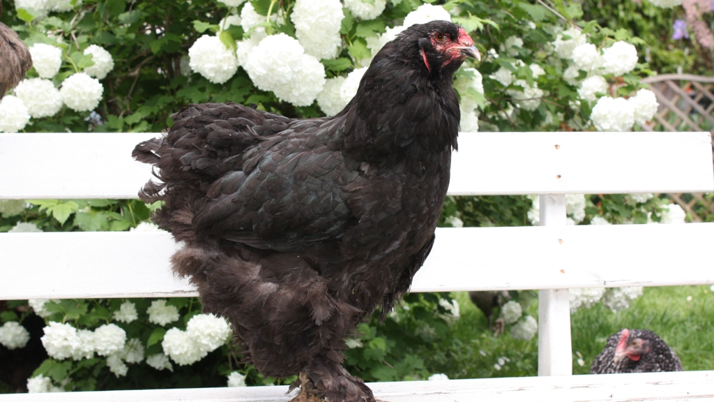 Poule noire