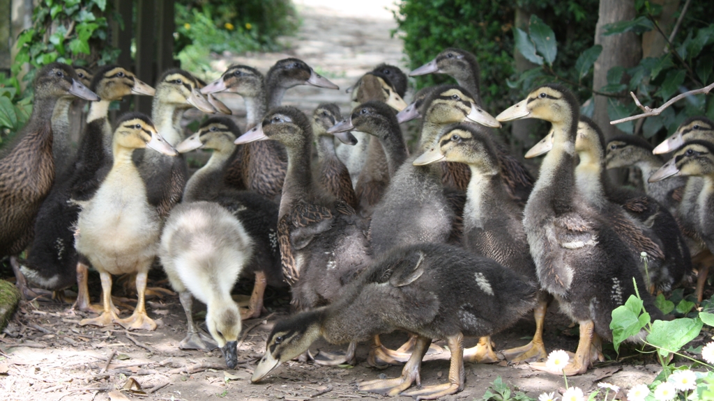 Canards