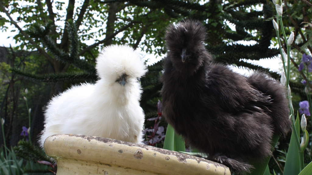 Poules de soie
