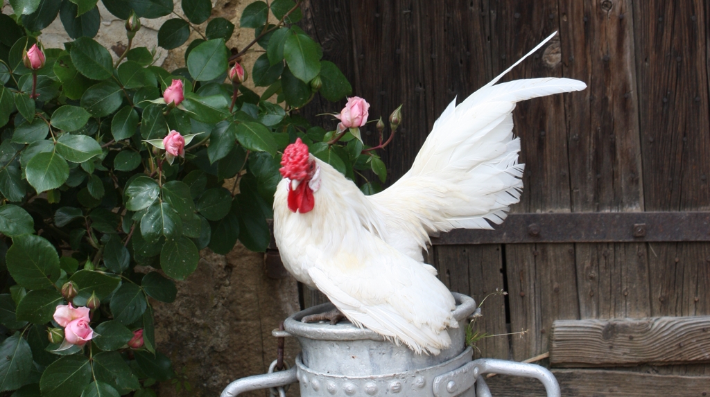 Coq Java